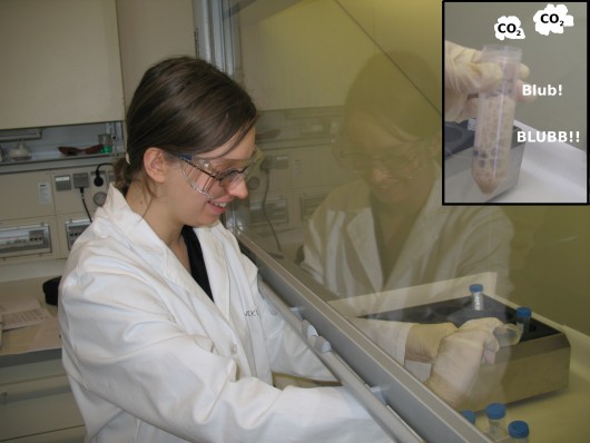 Bild 3: Spaß im Chemielabor am Helmholtz-Zentrum Dresden-Rossendorf. Hier löse ich gerade meine Proben auf. Ich geb’s zu, dabei habe ich ein bißchen CO2 produziert. Aber es war wirklich nicht viel, ein Mensch produziert in zwei Minuten mehr durch reines Atmen!