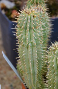 Hoodia gordonii - Die im Süden Afrikas vorkommende Hoodia gordonii ist eine sukkulente Pflanze aber kein Kaktus. Mit einer Ausnahme kommen Kakteen nur in Amerika vor.