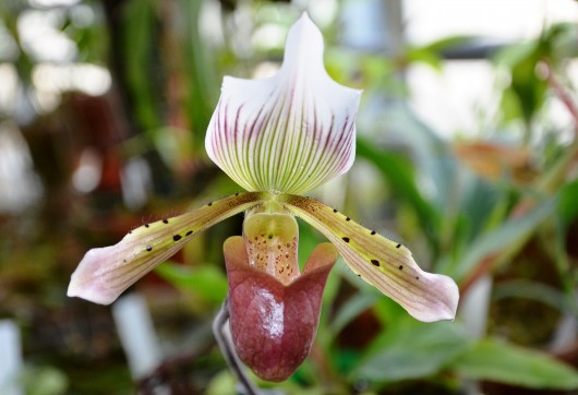 Orchidee Paphiopedilum wardii