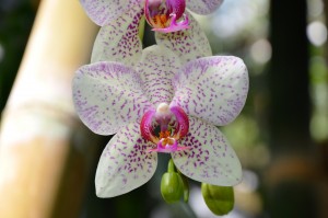 Phalaenopsis Hybrid - Künstlich vermehrte Hybride der beliebten Orchideen-Gattung Phalaenopsis müssen nicht genehmigt werden.