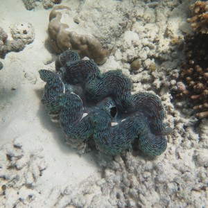 Groß und bunt: Riesenmuscheln (Gattung Tridacna) sind durch Überfischung bedroht, kommen auf Vavvaru aber noch häufig vor. Sie leben in Symbiose mit einzelligen Algen, den Zooxanthellen, die auch mitverantwortlich für die auffälligen Farben der Muscheln sind. Foto: Patrick Jambura.