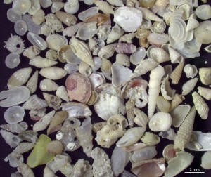 Ein Blick durchs Mikroskop offenbart die Vielfalt der Mikromollusken (hier aus einer Sandprobe aussortierte Schalen). Der Großteil der Weichtierarten im Riff wird nur wenige Millimeter groß. Foto: Jan Steger.