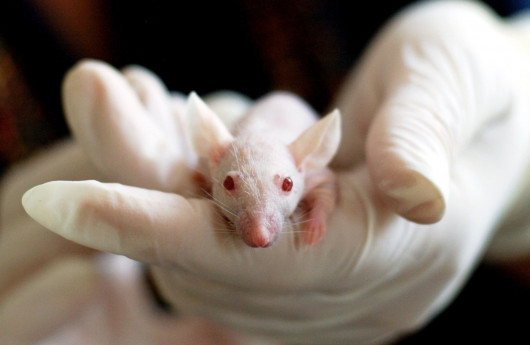https://www.pexels.com/photo/white-baby-mouse-159483/
