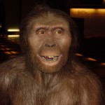 A. afarensis reconstruction Quelle: wikimedia