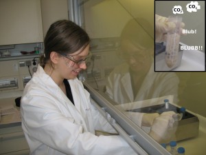 Spaß im Chemielabor am Helmholtz-Zentrum Dresden-Rossendorf. Hier löse ich gerade meine Proben auf. Ich geb’s zu, dabei habe ich ein bisschen CO2 produziert. Aber es war wirklich nicht viel, ein Mensch produziert in zwei Minuten mehr durch reines Atmen!