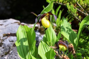 Cypripedium calceolus 3 - Der Gelbe Frauenschuh ist auch in Österreich heimisch, allerdings selten.