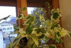 Abutilon Pflanze mit Fotonegativen „geschmückt“ (© Doris Engelmeier)