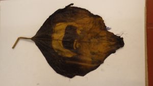 Entwickeltes Elvis Presley Bild auf einem Myriocarpa-Blatt (© Doris Engelmeier)