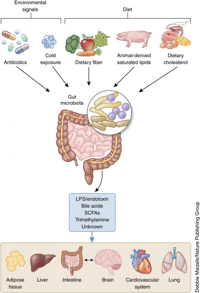 Spilling Our Guts…revealing Our Long-held Intestinal Secrets To Health ...