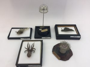 Die fünf ausgewählten Modelle (GM 37, Caryophyllia smithii; GM 65, Eirene viridula; GM 106, Ocythoe tuberculata; GM 118, Elysia viridis; GM 122, Limnaeus stagnalis). © Maximilian Petrasko