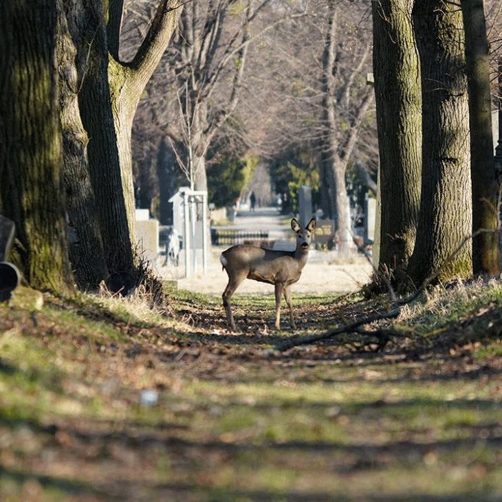 Wild auf einem Wiener Friedhof