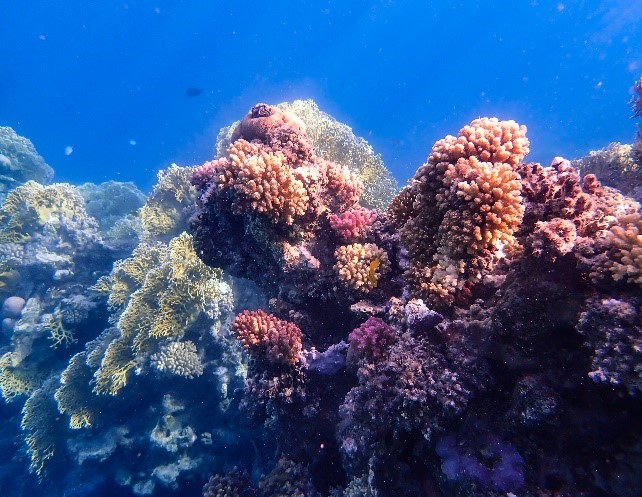 Bild von Korallen