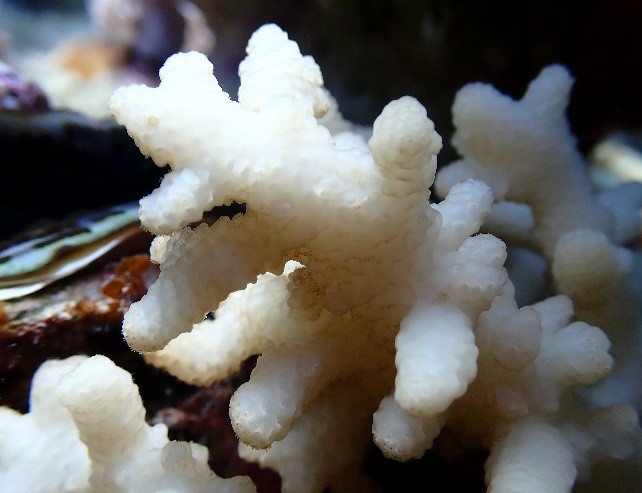 Foto einer gebleichten Koralle