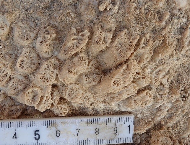 Fossil einer Koralle