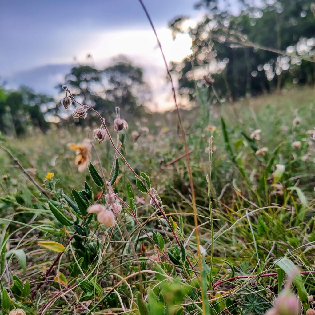 Blumen auf einer Wiese